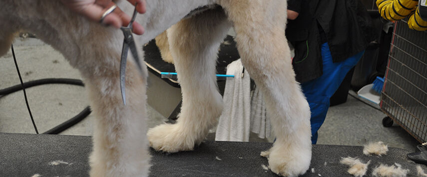 The Soft-Coated Wheaten Terrier